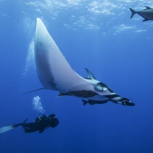 Isla Tortuga Dive Tour + Tintorera Islet hiking